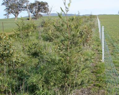 070725_direct seeding 05