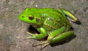 growling_grass_frog_01