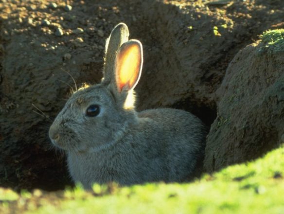 rabbit-in-burrow